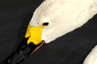 Bewick's Swan 02 N9