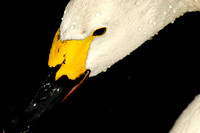 Bewick's Swan 01 N9