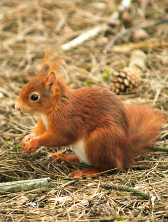 Red Squirrel 04 N9