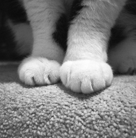 paws of a killer N184
