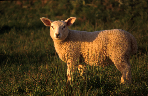 Lamb N2