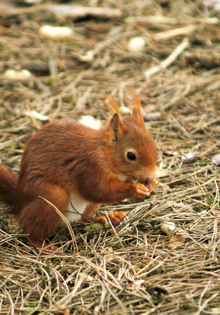 Red Squirrel 03 N9
