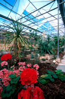 Buile Hill Greenhouse 02 D39