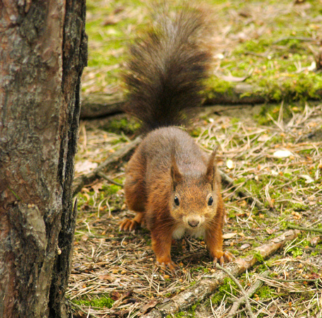 Red Squirrel 09 N9