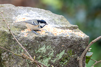 Coal Tit 007 N1123