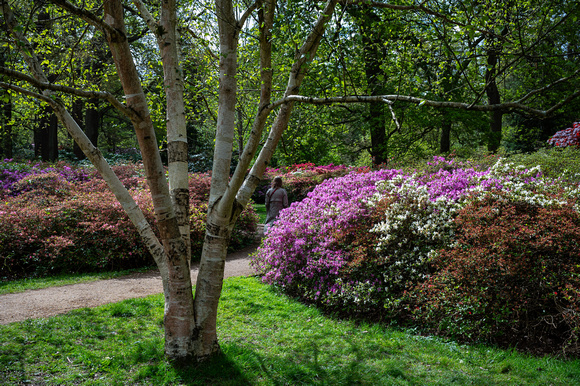 Isabella Plantation 012 N1152
