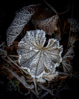 Winter Leaves 008 N981