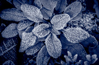 Winter Leaves 011 N981