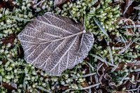 Winter Leaves 017 N981