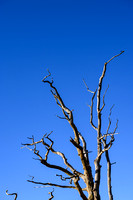Dead Tree 001 N821