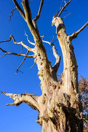 Dead Tree 006 N821