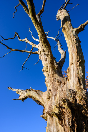 Dead Tree 007 N821