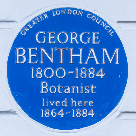 George Bentham 004 N487