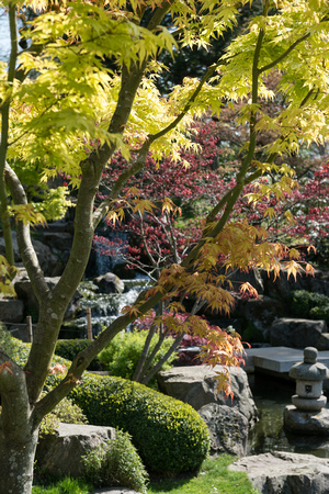 Kyoto Garden 085 N498