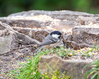 Coal Tit 002 N1123