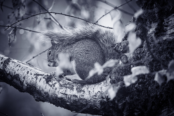 Grey Squirrel 012 N1032