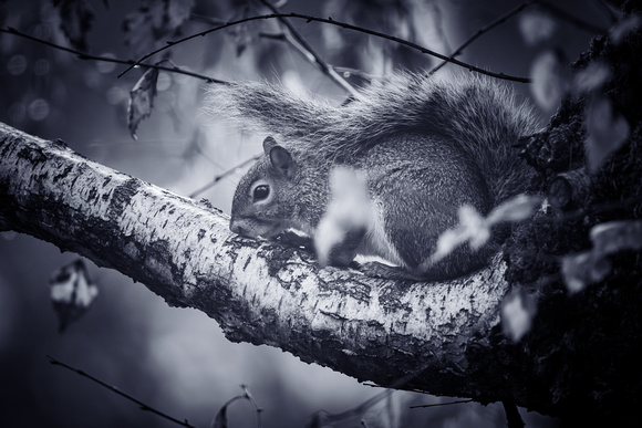 Grey Squirrel 017 N1032