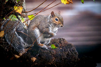 Grey Squirrel 018 N1032
