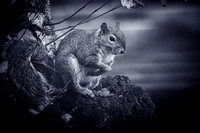 Grey Squirrel 019 N1032