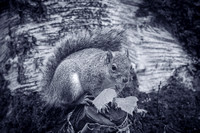 Grey Squirrel 024 N1032