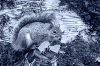 Grey Squirrel 032 N1032