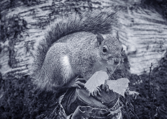 Grey Squirrel 026 N1032