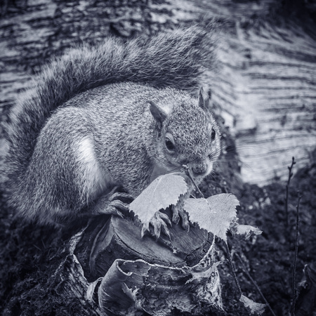 Grey Squirrel 038 N1032