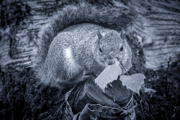 Grey Squirrel 056 N1032