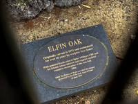 Elfin Oak 009 N875