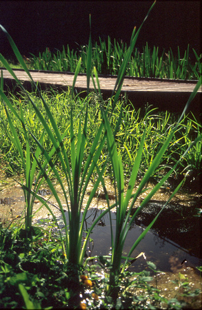 Barton Reeds