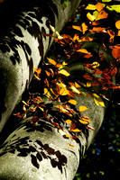 Autumn Trees 10 N14