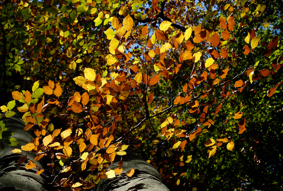 Autumn Trees 09 N14