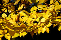 Autumn Trees 03 N14