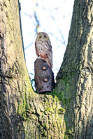 Bridgewater Forest School 001 N1047