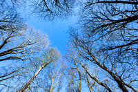 Bridgewater Forest School 010 N1047