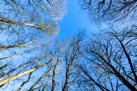 Bridgewater Forest School 012 N1047