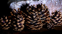 Pine Cones 015 N810