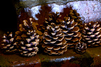 Pine Cones 007 N810