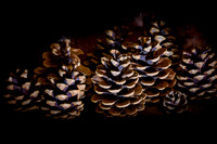 Pine Cones 002 N810