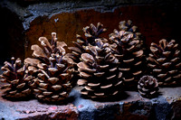 Pine Cones 018 N810