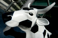 Cows 13 D55