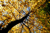 Autumn Trees 01 N14