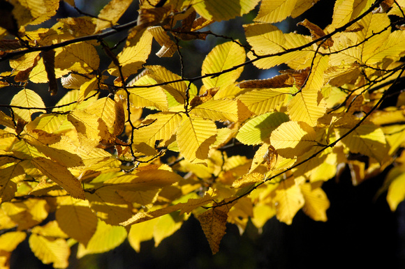 Autumn Trees 03 N14