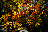 Autumn Trees 09 N14