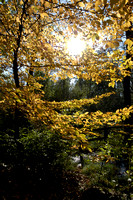 Autumn Trees 06 N14