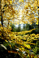 Autumn Trees 05 N14