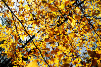 Autumn Trees 04 N14
