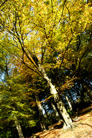 Autumn Trees 08 N14