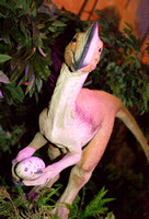 Dinosaurs 020 N47