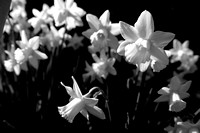 Daffodils 14 B&W N7